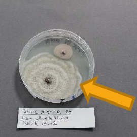 identification Gnomoniopsis